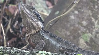 Water dragons of Gold Coast, Australia