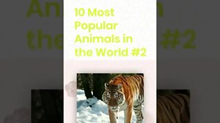 10 Most Popular Animals in the World #2, #shorts.