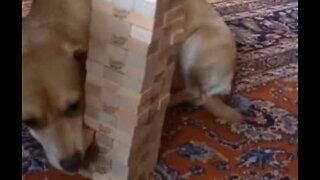 Ce chien est un joueur de Jenga hors pair!