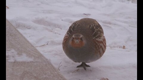 Partridges in the snow