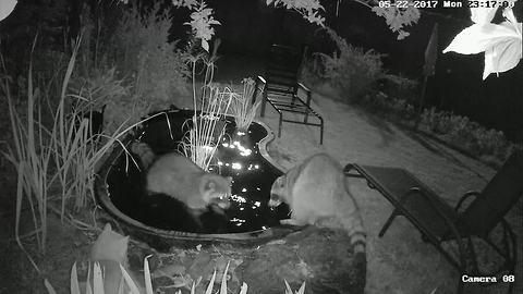 Security footage captures raccoons exploring backyard pond