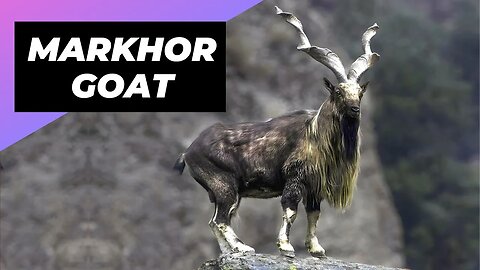 Markhor Goat 🐐 One Unique Animal You Have Never Seen #shorts