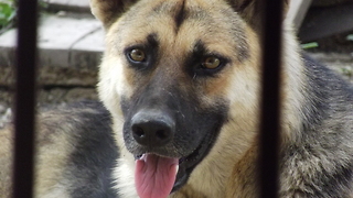 this dog hates the sound of a cat