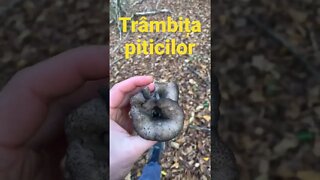 Ciuperca delicioasă trâmbița piticilor