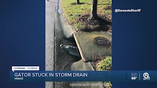 Alligator gets stuck in storm drain