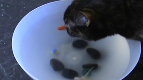 "Cat Calmly Drinks Water From A Bowl Of Fishes"