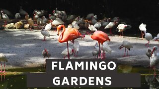 Visiting Flamingo Garden Davie, FL