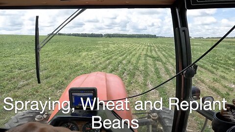 Spraying Wheat and Replant Soybeans