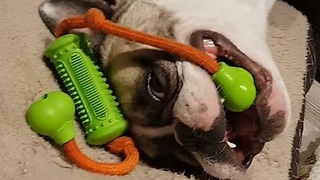 Goofy French Bulldog plays with toy upside down