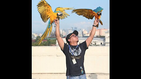 🙂🍁-"(Awesome)"-🍁🙂 - I Didn't Expect - The Parrots To Be Trained Like This By The Owner