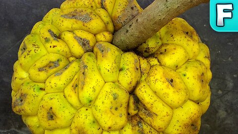 Giant Yellow Mulberry (Myrianthus arboreus) | Fruits You've Never Heard Of