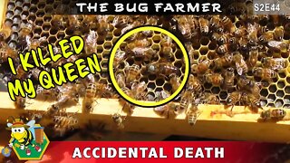 New Queen: Dead Queen -- How NOT to install a queen bee. Last chance for RED DAWN!