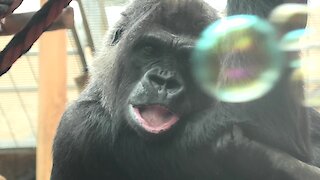 Curious gorilla just loves playing with soap bubbles