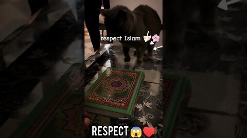 Respect 😱♥️ | Even Animals Respect Quran Pak | Quran (Holy Book) #shorts #viral #trendingshorts