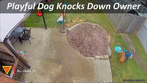 Playful Dog Knocks Down Owner Caught on Ring Camera | Doorbell Camera Video