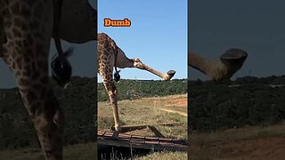 The dangers of transporting Giraffes!