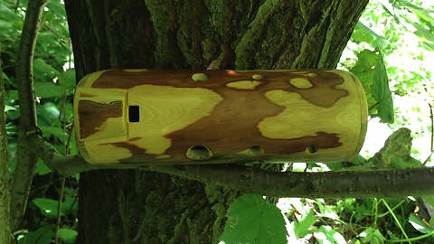 Ocarine Pine tone E in the forest
