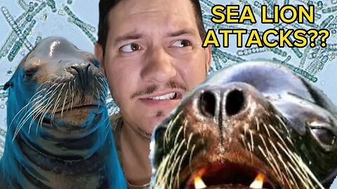 Sea Lion Attacks on the Rise due to Toxic Algae??