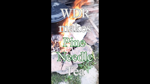 WDR MAKES PINE NEEDLE TEA