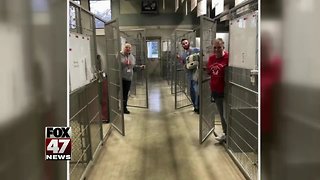 All dogs adopted from Jackson shelter