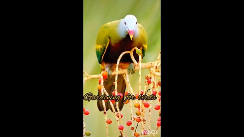 gardening for birds