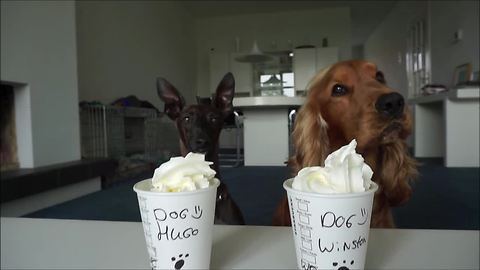 Obedient Canines Adorably Feast On Delicious Puppuccino Treats