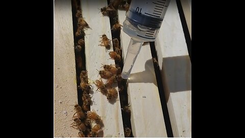 How to perform the oxalic acid (OA) dribble method to counter varroa mites in a honeybee hive.