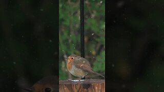 The Robin - a symbol of luck #robin #wildlife #viral #animals #shorts #shortvideo #shortsfeed #birds