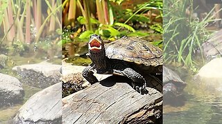 Turtle yawning on a log #shorts