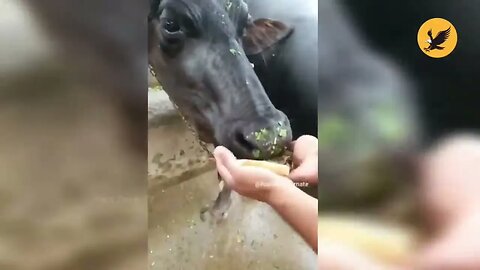 🤣🤣 इन जानवरों के कारनामे देख हंसी नहीं रुकेगी Animal funniest moment caught on camera