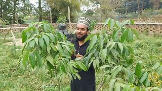 Litchi aur Amrood ka bagh | Litchi Garden