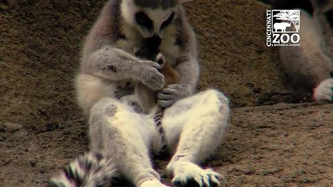 D'aww: Check out the zoo's new baby lemurs