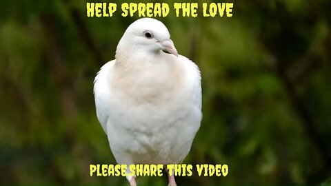 Watch and Help Us Send the White Dove Flying Everywhere!