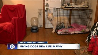 Saving dogs from the brink of death and finding them new homes in WNY