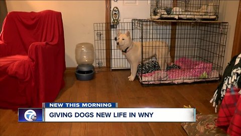 Saving dogs from the brink of death and finding them new homes in WNY