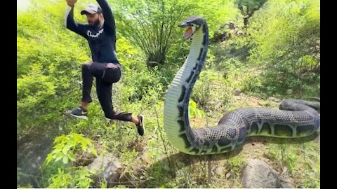 Anaconda Snake in Real Life Video