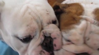 "Two English Bulldogs Lick Each Other's Faces"