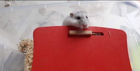 Funny Hamsters Videos
