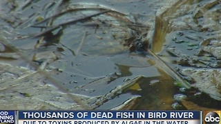 Thousands of dead fish found in Baltimore County waterways