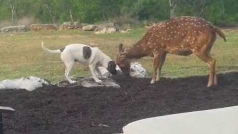 Deer and dog are the very best of friends