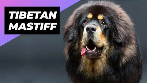 Tibetan Mastiff 🐶 The Fluffiest Giant Dog Breed #shorts