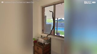Une Australienne découvre un serpent venimeux chez elle!