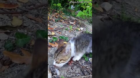 Stray Kitten Learns Humans Can Be Kind - Feeding Stray Cats