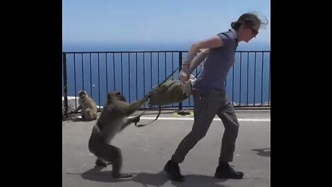 Monkey attacks on animals and humans!!!