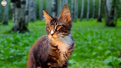 Maine Coon black marble.