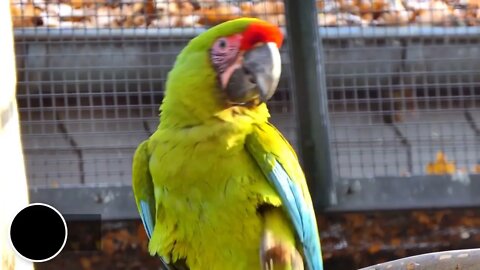 Most Beautiful Macaws on Planet Earth