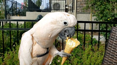 Cockatoo enjoys cone on the patio