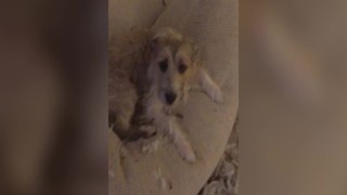 Dog Gets Caught After Tearing Up A Pillow