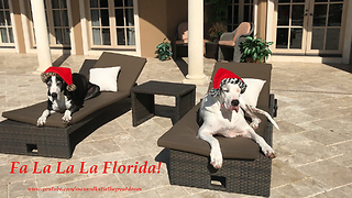 Santa Hat Wearing Great Danes Chilling out in Florida