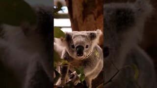 Koala Bear snacking